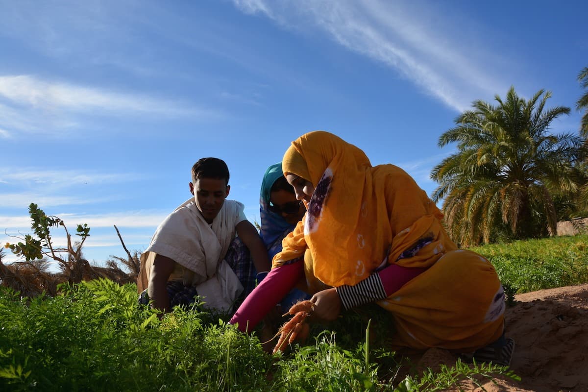 Dal Banc d'Arguin ai confini dell'Adrâr mauritaniano