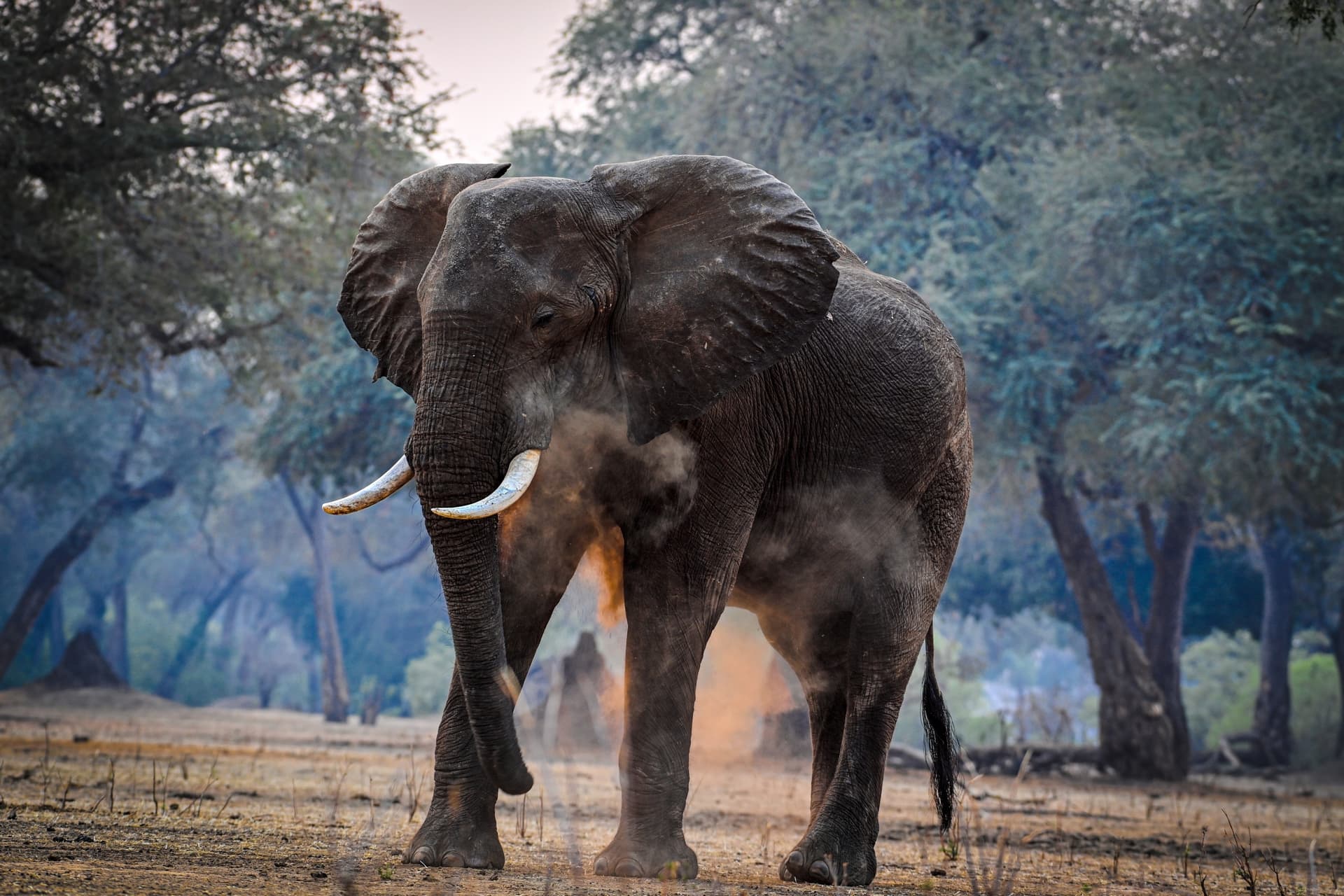 Nel Cuore dello Zimbabwe