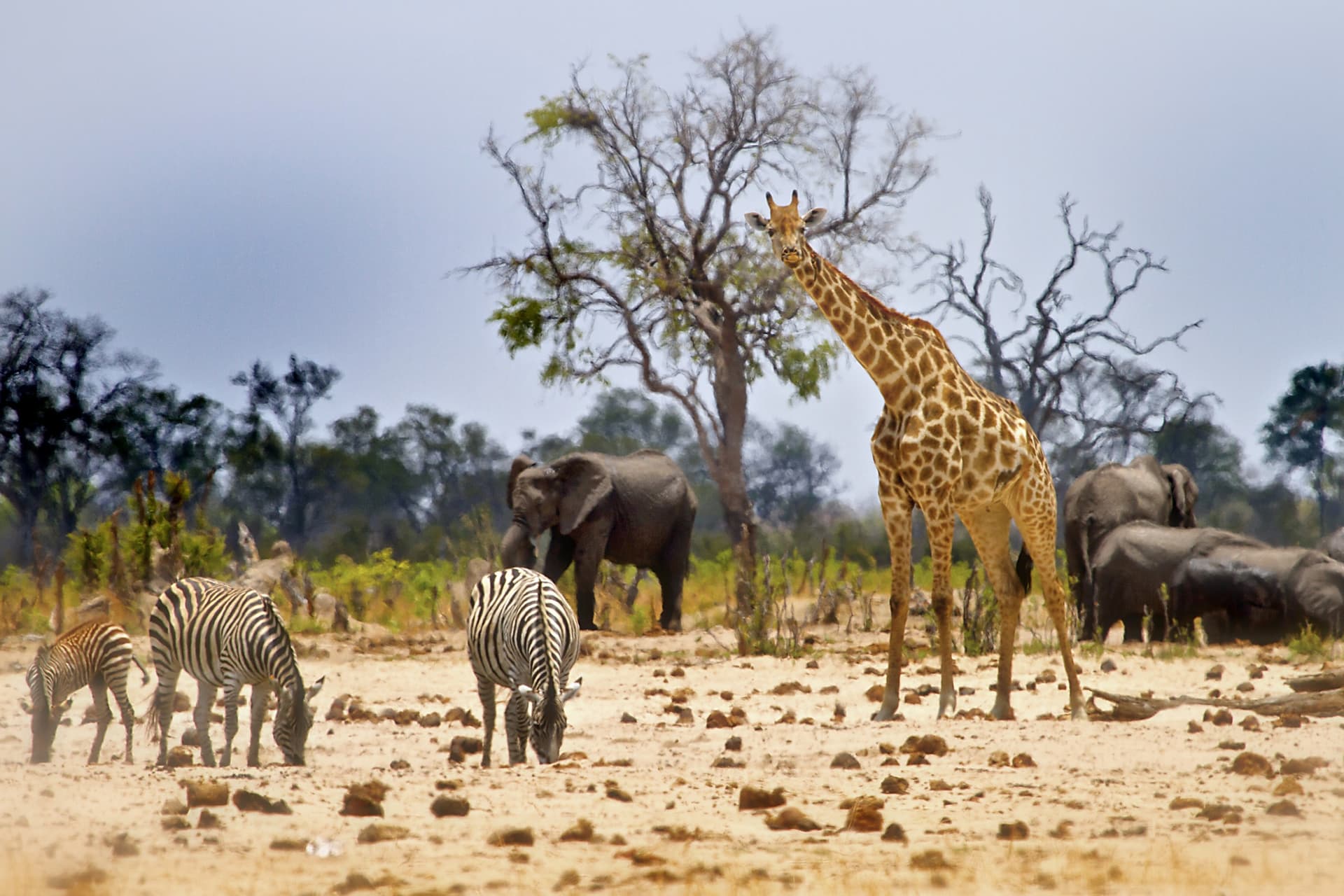Zimbabwe in famiglia : Natura, safari e scoperte culturali