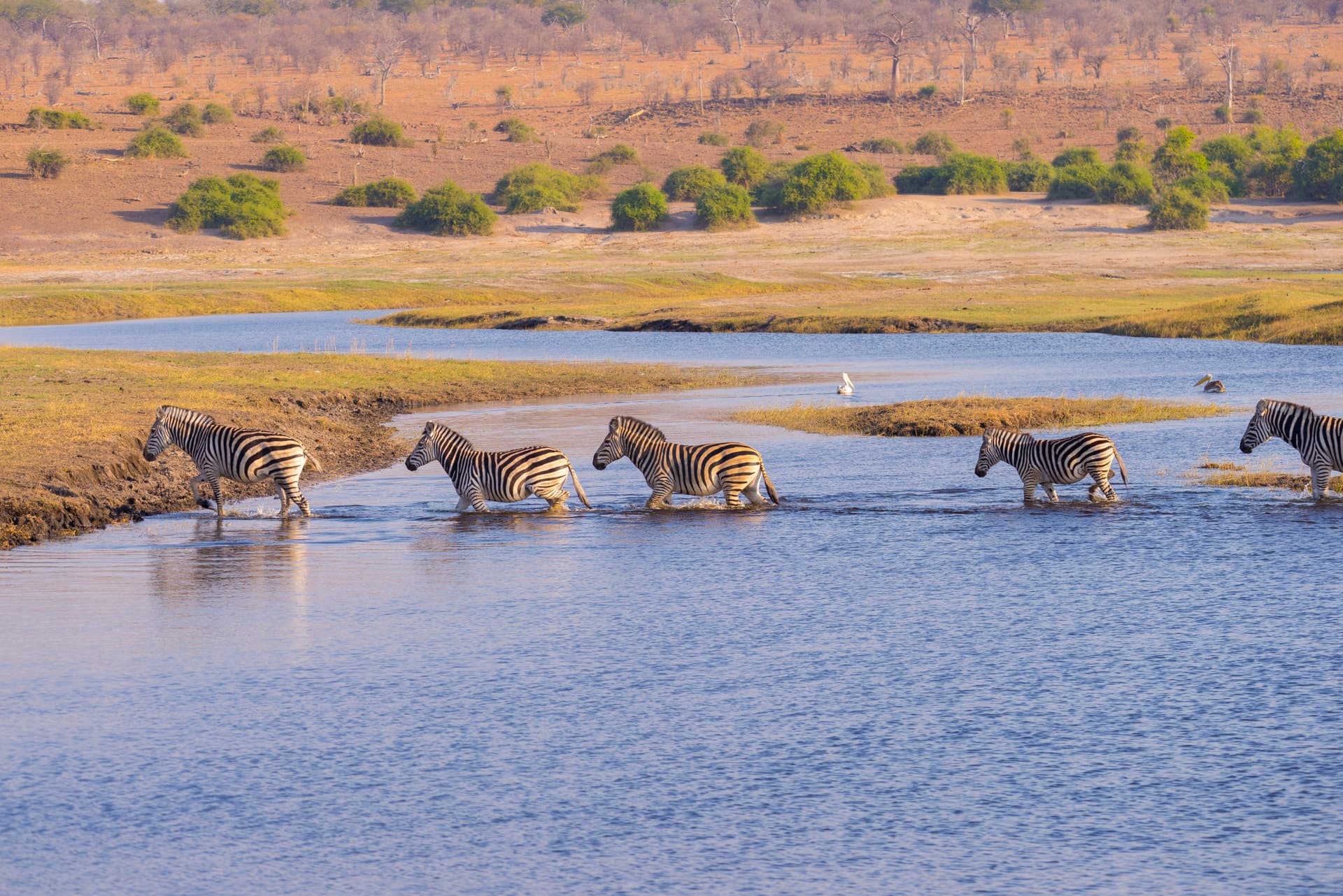 Zimbabwe selvaggio: tra safari, Cascate Vittoria e fiume Chobe