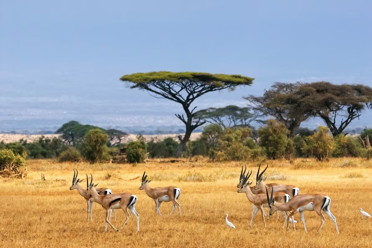 Safari e relax sulla costa kenyano