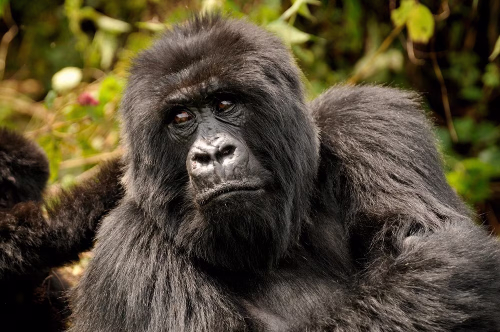 Nel Cuore dei Gorilla e del Lago Kivu - 3 giorni di Evasione