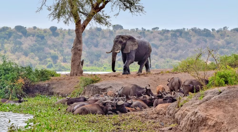 Uganda - Rwanda: Safari nell'Africa dei Grandi Laghi