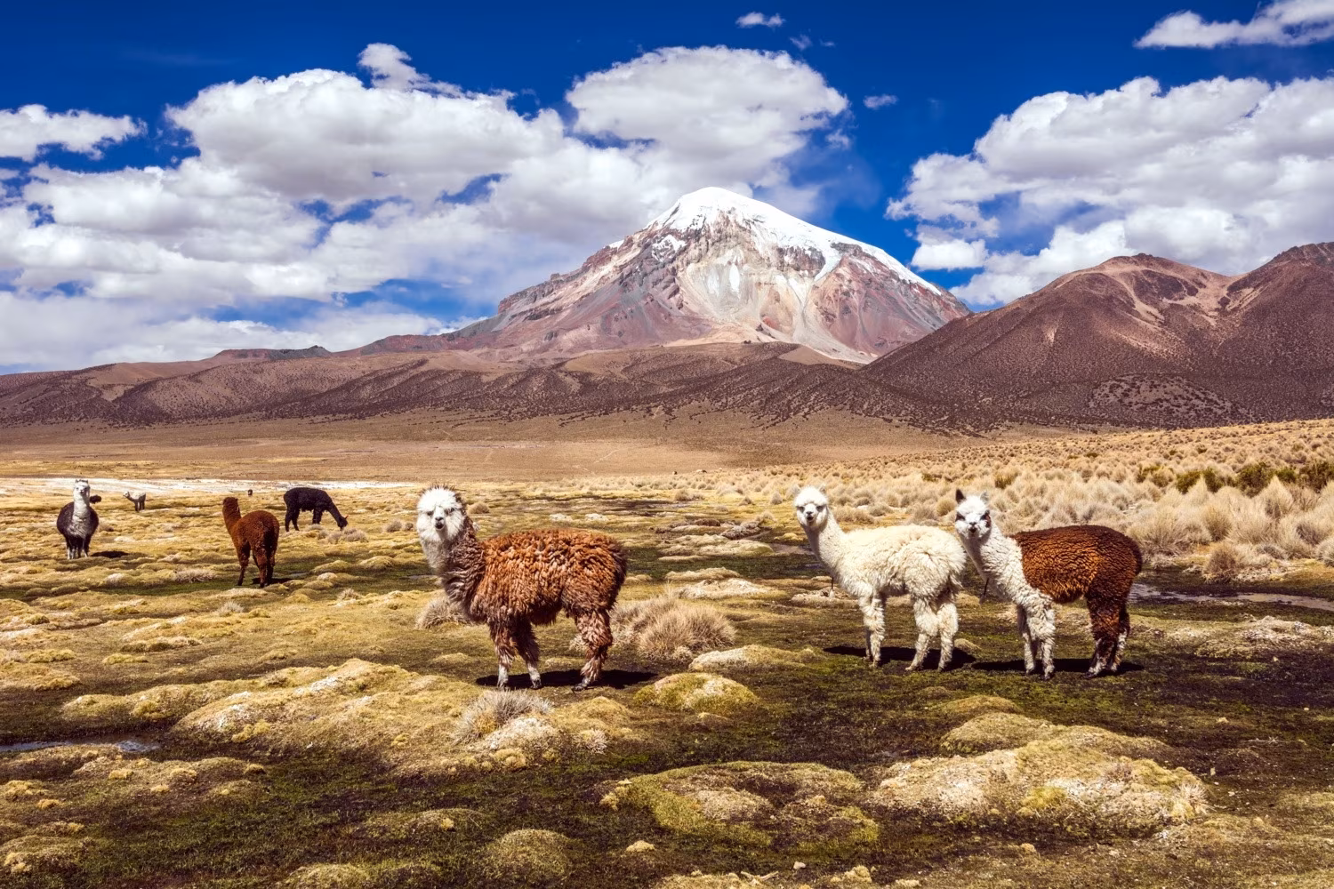 Immensità selvagge della Bolivie