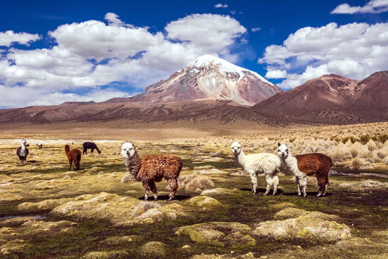 Immensités sauvages de Bolivie