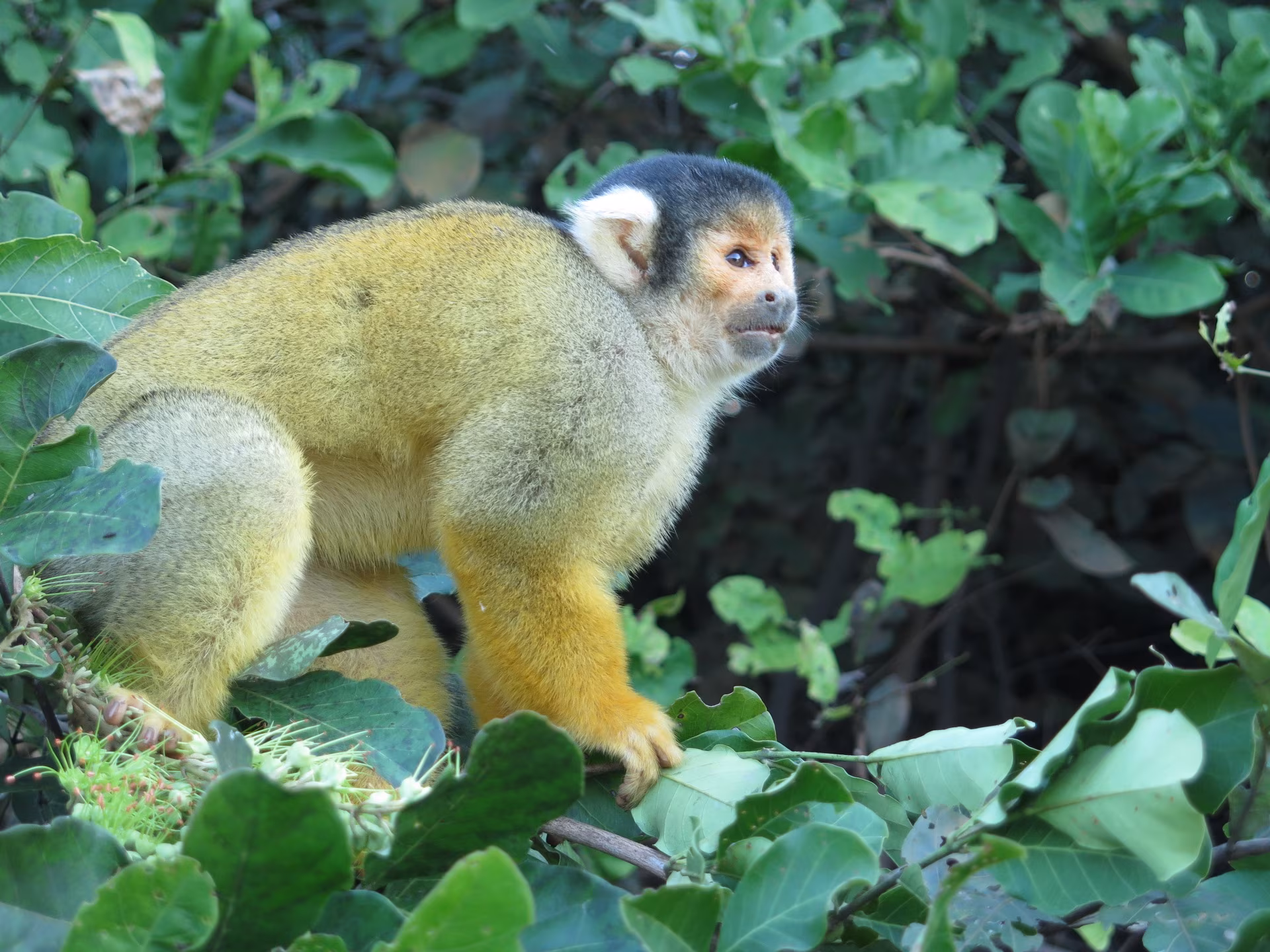 Immersione nell'Amazzonia Boliviana