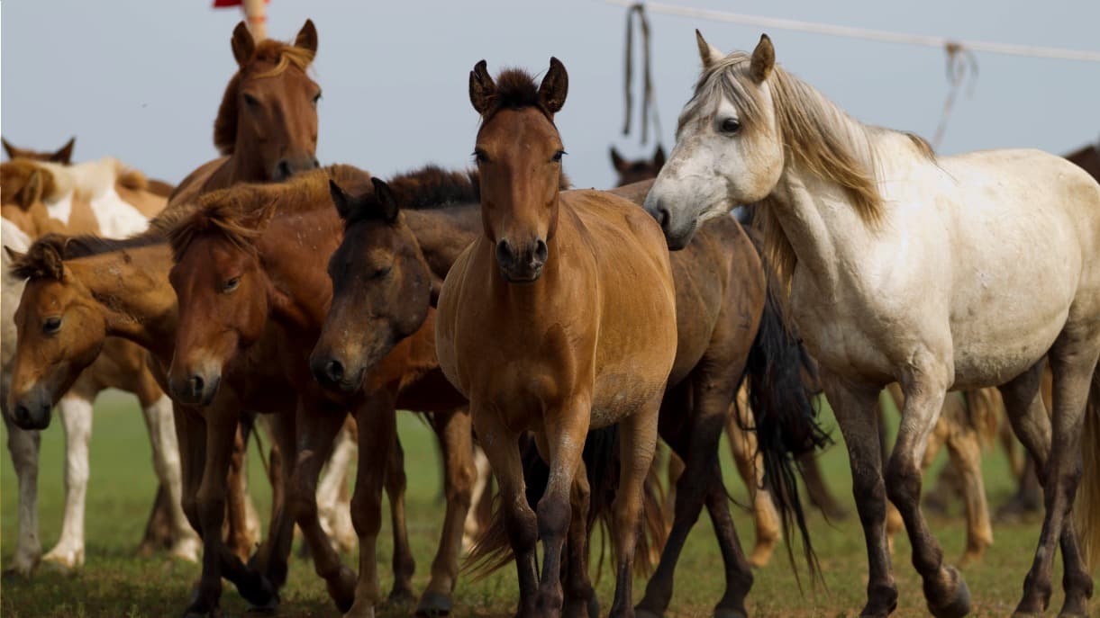 A cavallo nel Khan Khentii