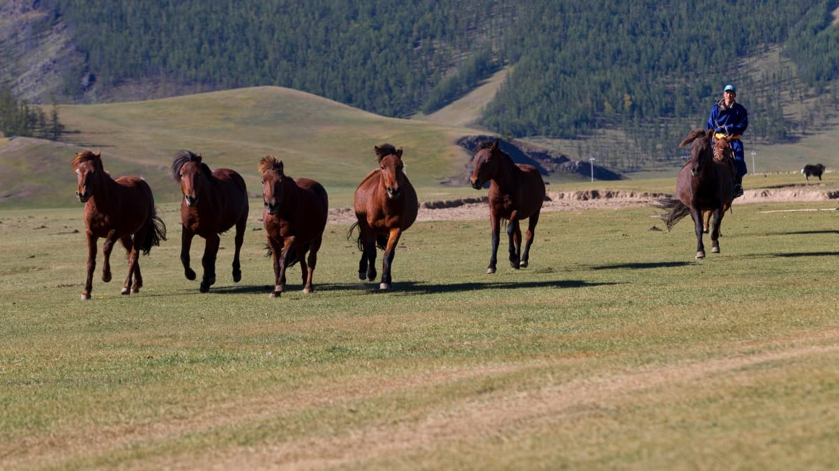 Trek e cavallo